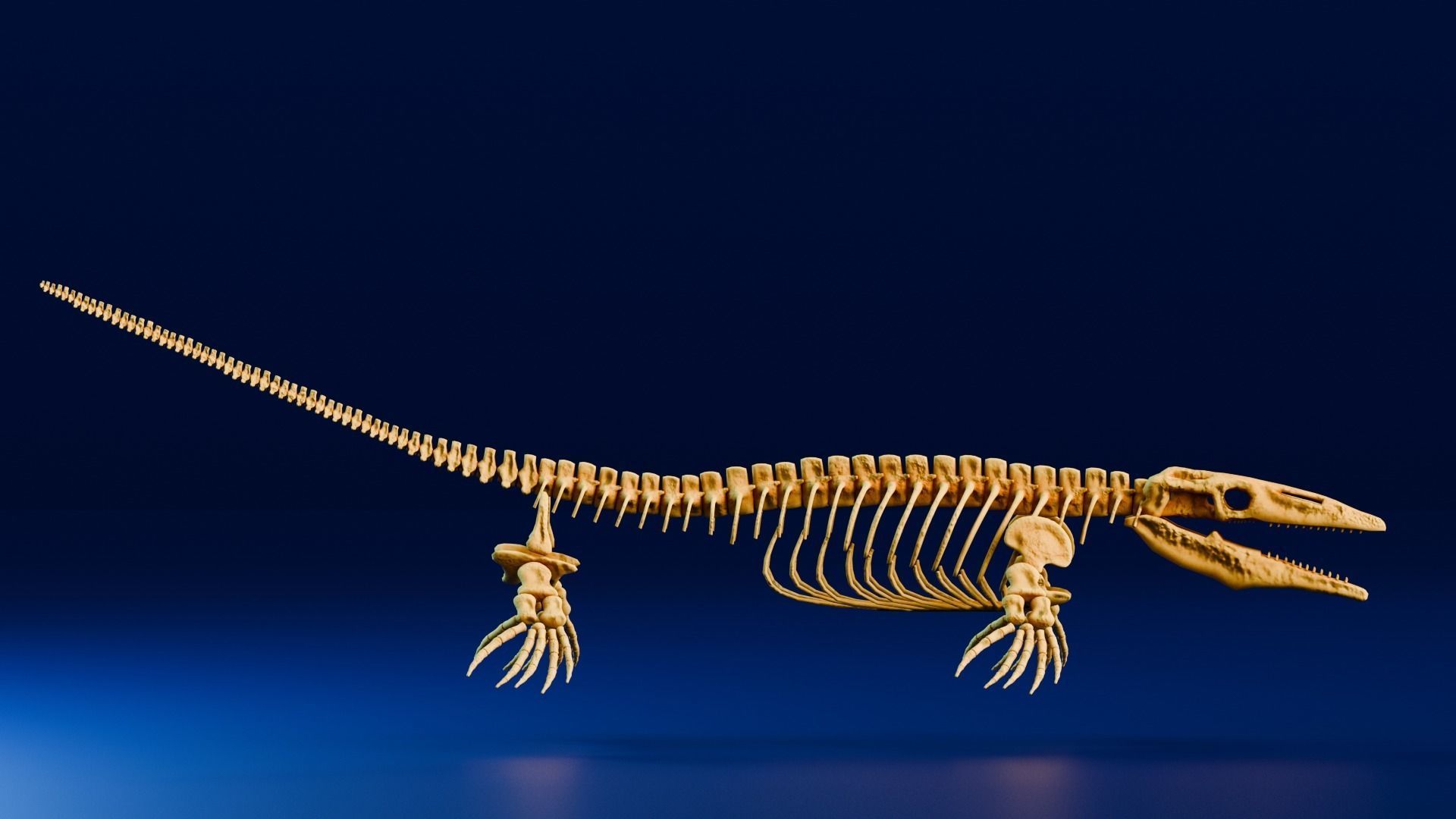 Realistic Ancient Reptilians Fossil Low-poly 3D model_13