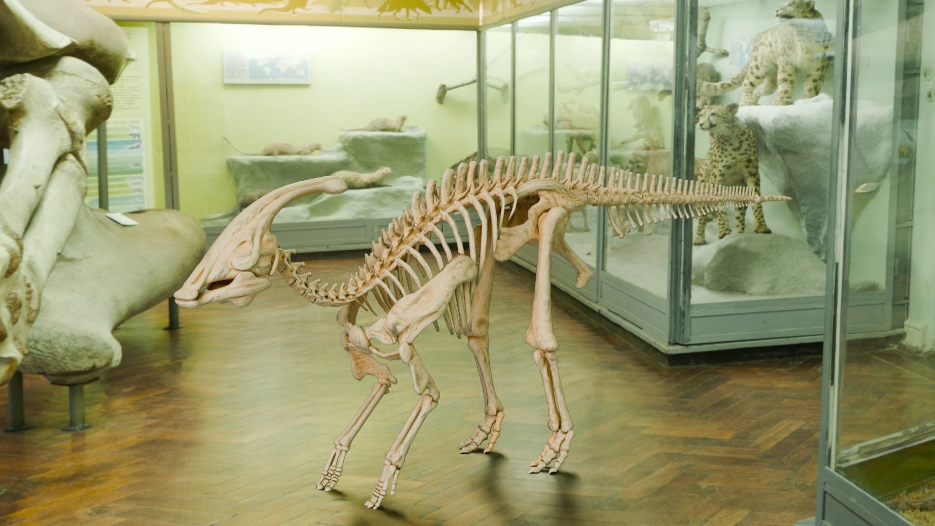 Realistic Ancient Reptilians Fossil Low-poly 3D model_45