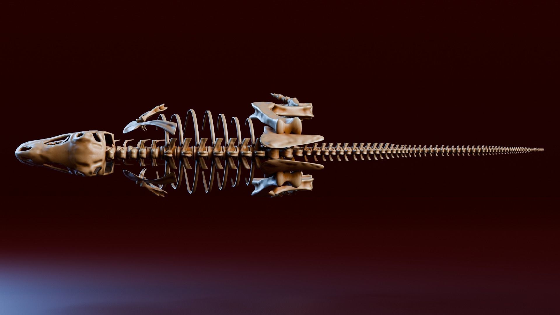 Realistic Ancient Reptilians Fossil Low-poly 3D model_30