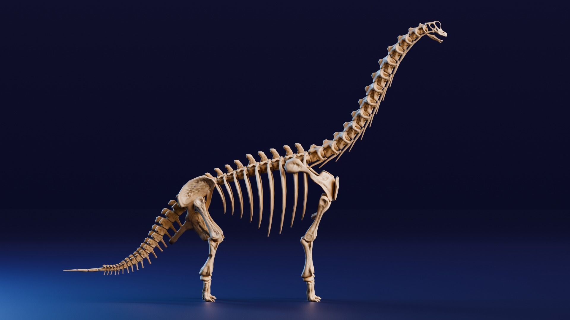 Realistic Ancient Reptilians Fossil Low-poly 3D model_12