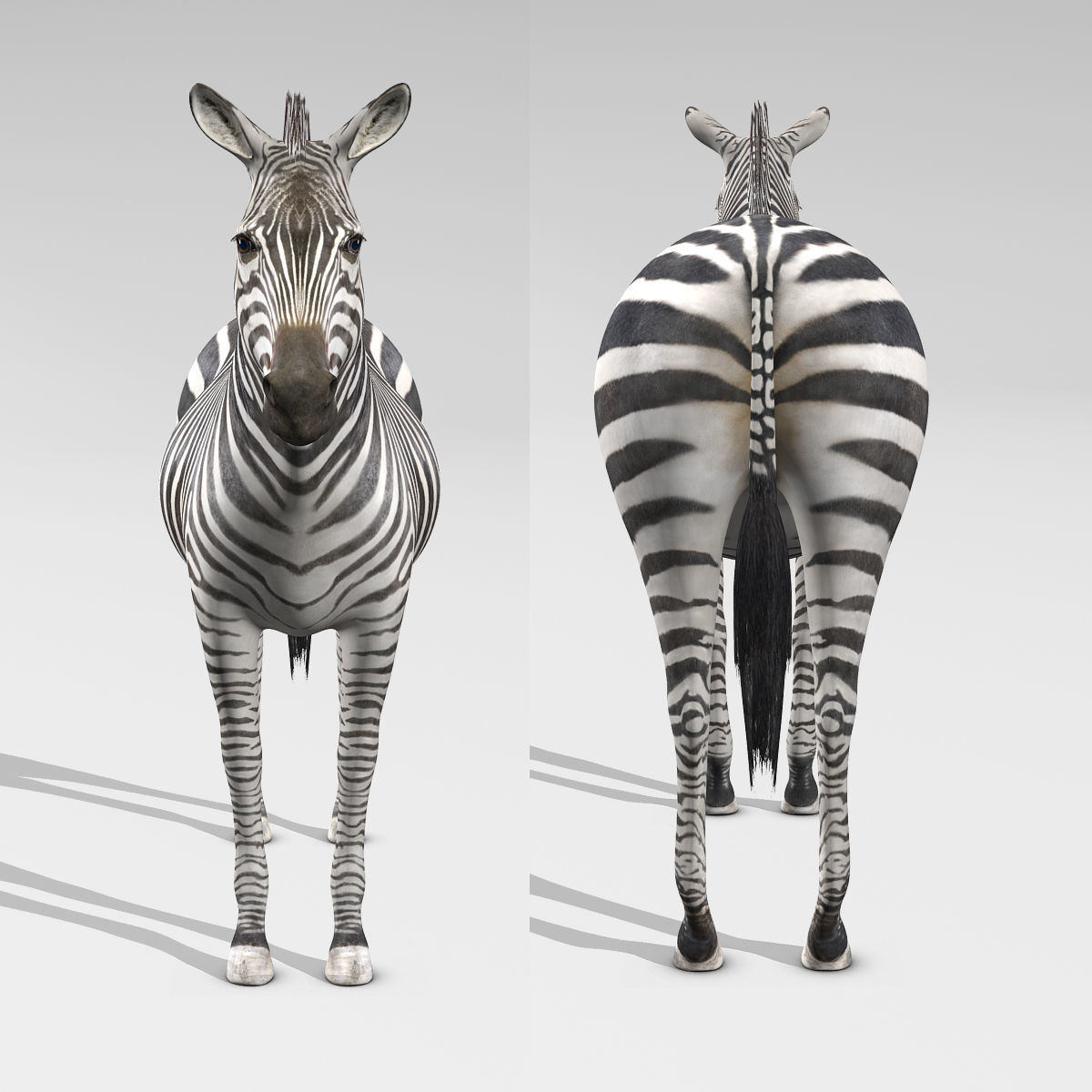 Zebra 3D model_11