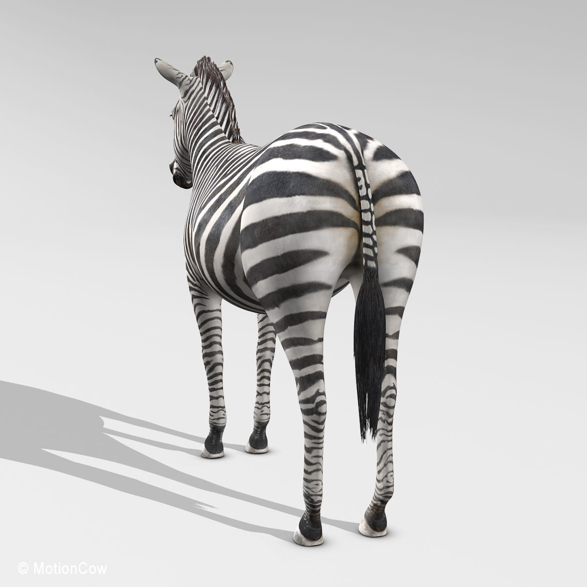 Zebra 3D model_6