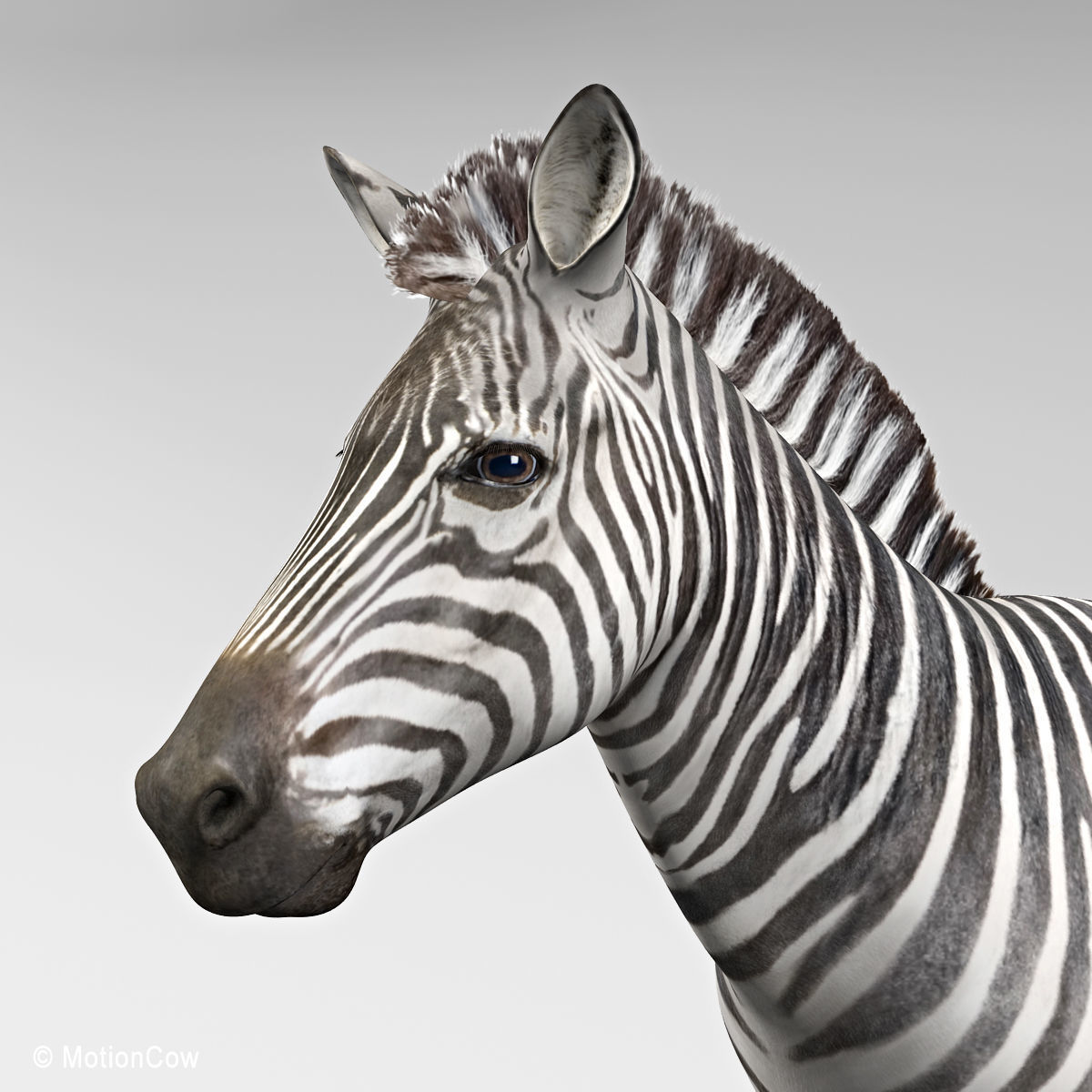 Zebra 3D model_8