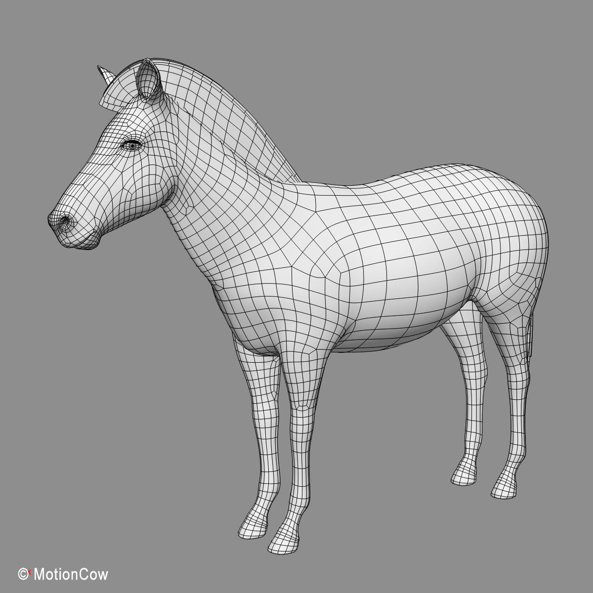 Zebra 3D model_13