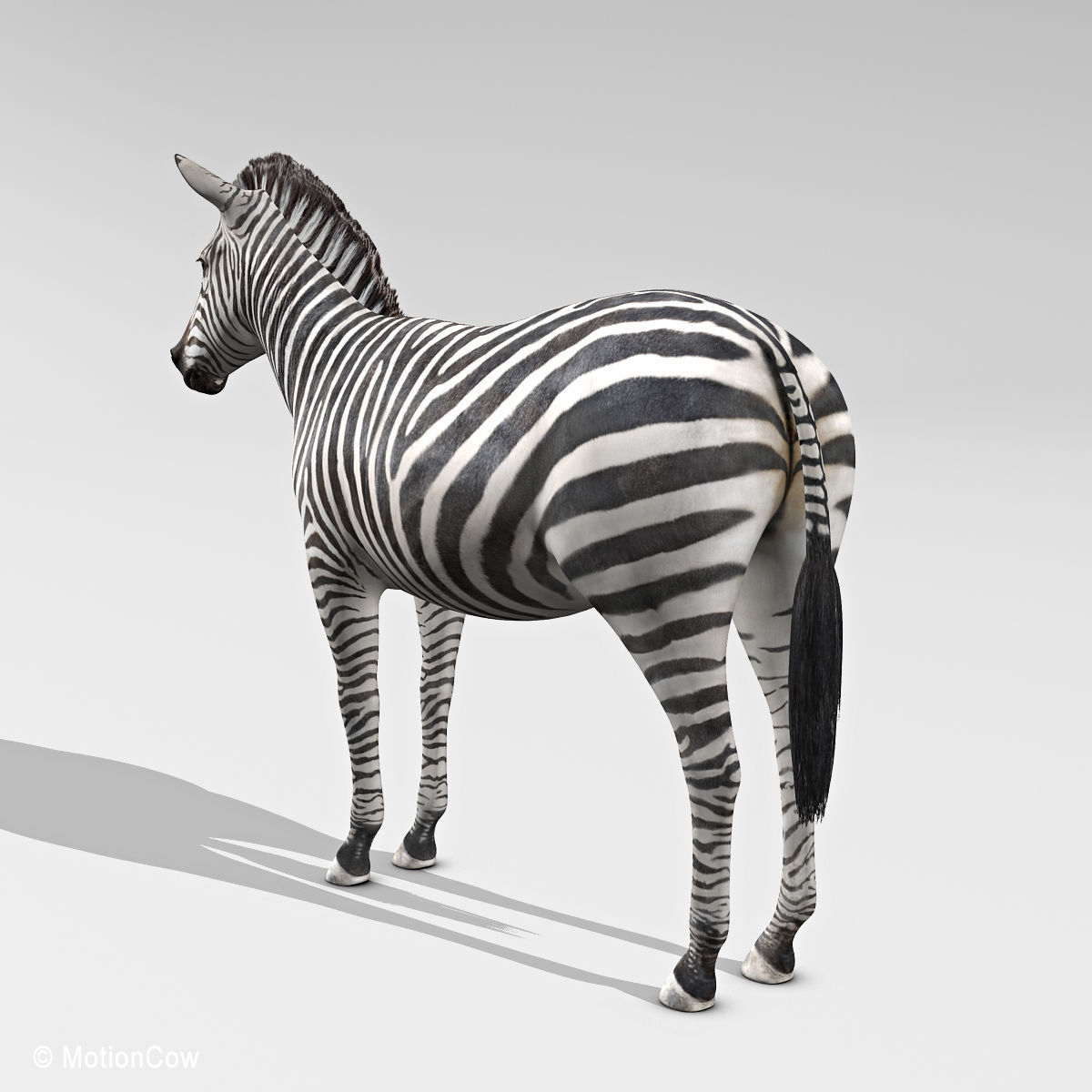 Zebra 3D model_4
