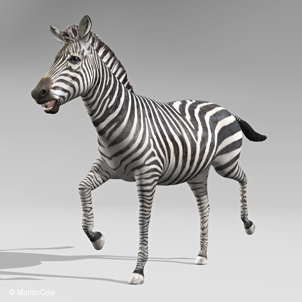 Zebra 3D model_7