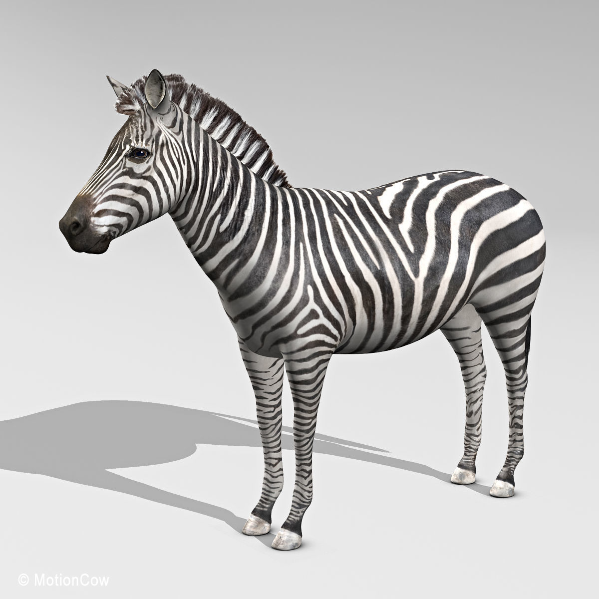 Zebra 3D model_2