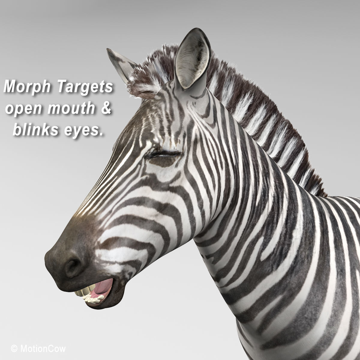 Zebra 3D model_9