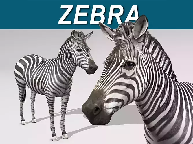 Zebra