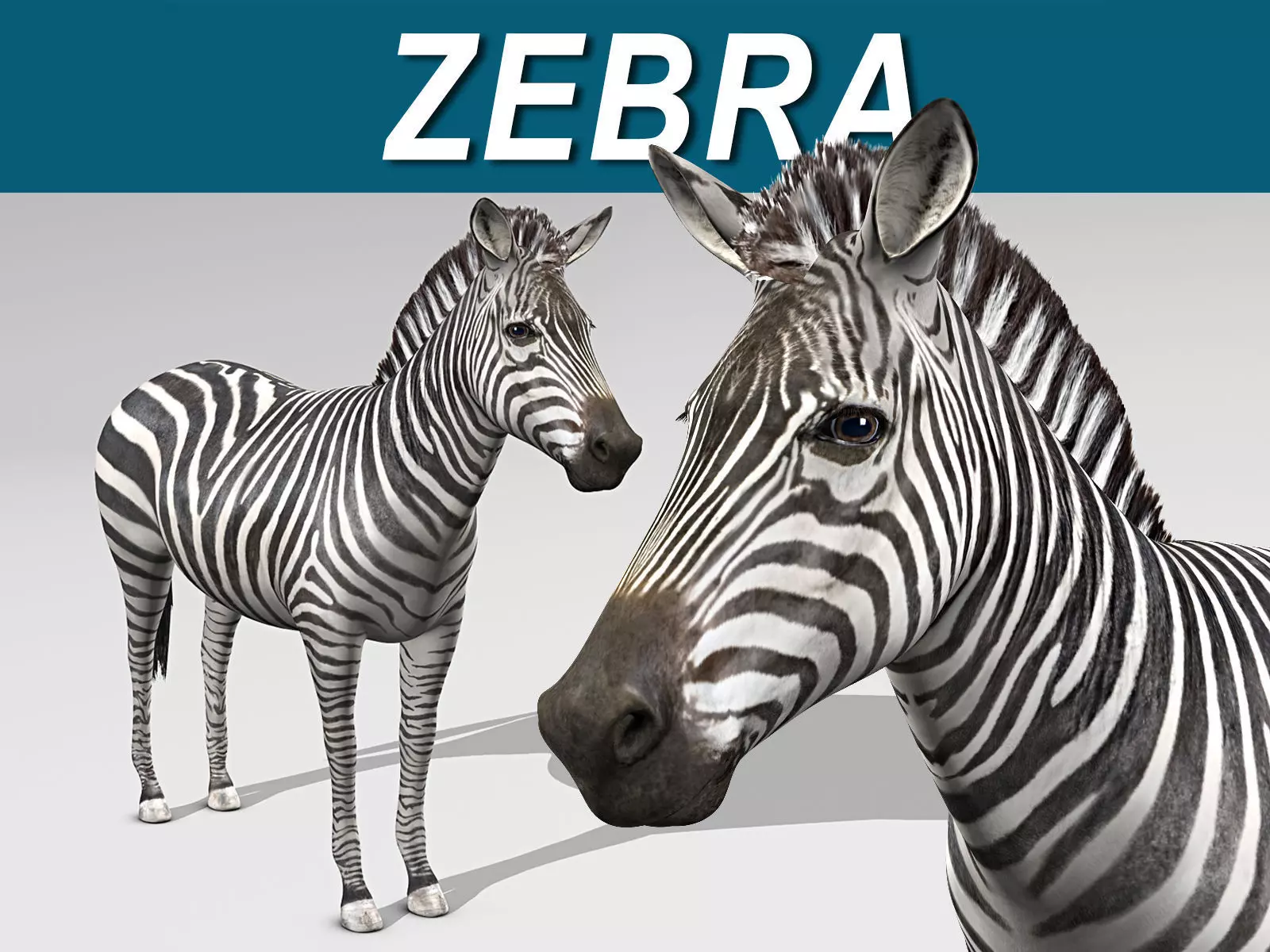 Zebra 3D model_0