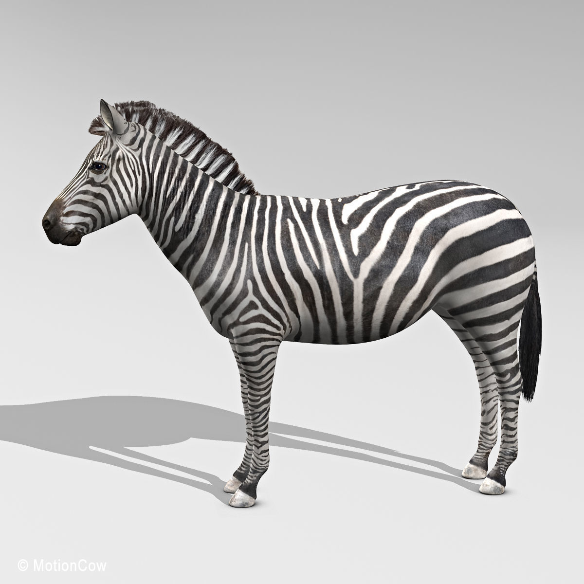 Zebra 3D model_3