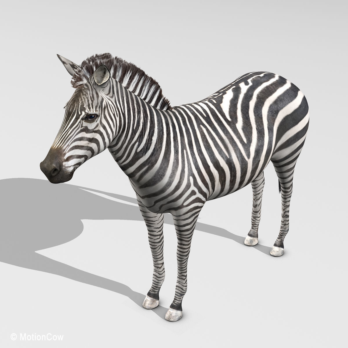 Zebra 3D model_10