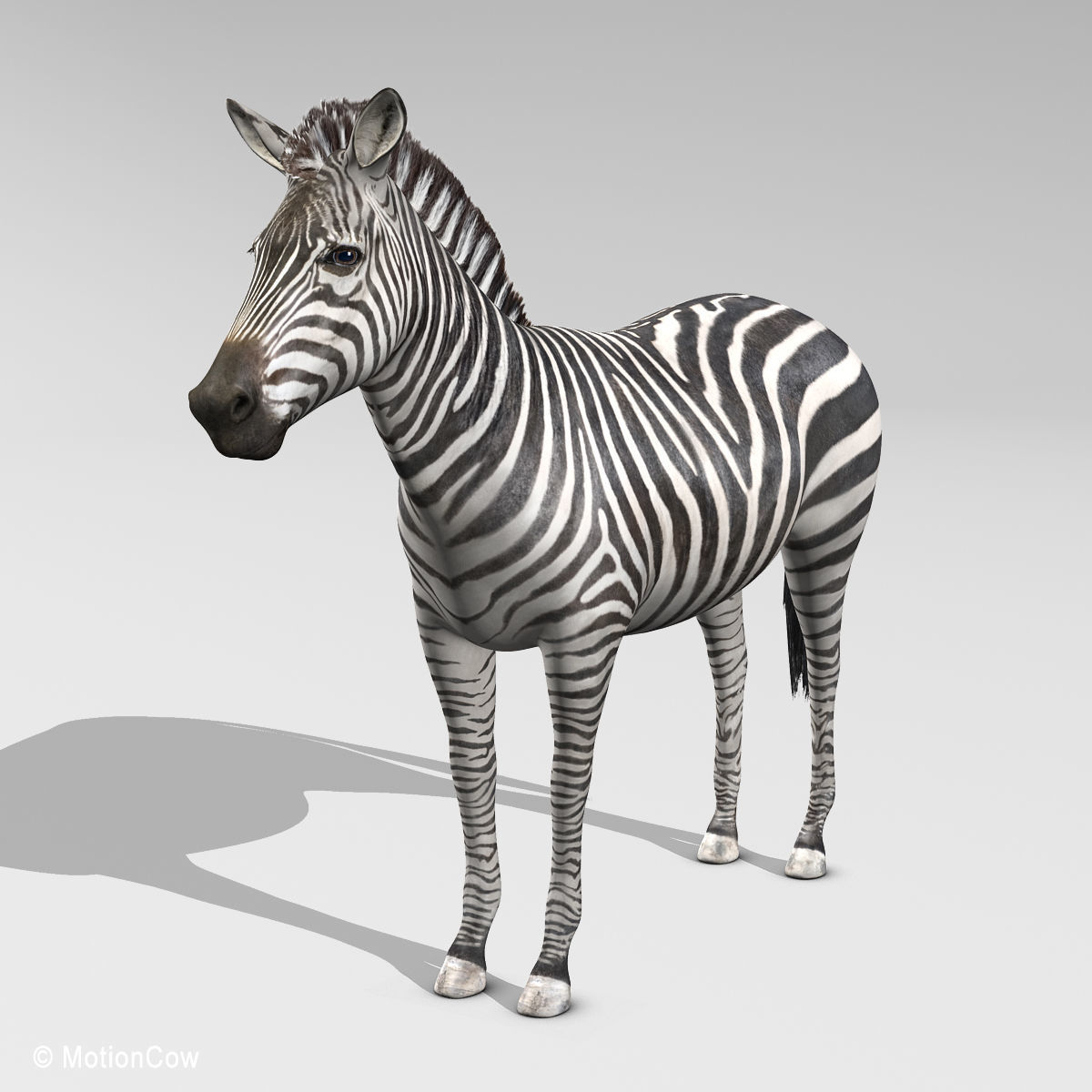 Zebra 3D model_5