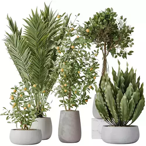 Indoor plants set 111 Areca Palm Paradise Kentia and Citrus
