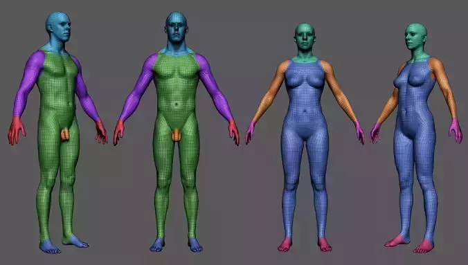 BaseMeshes 3D model