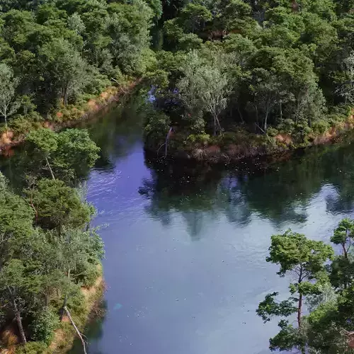 The Pine Environment 