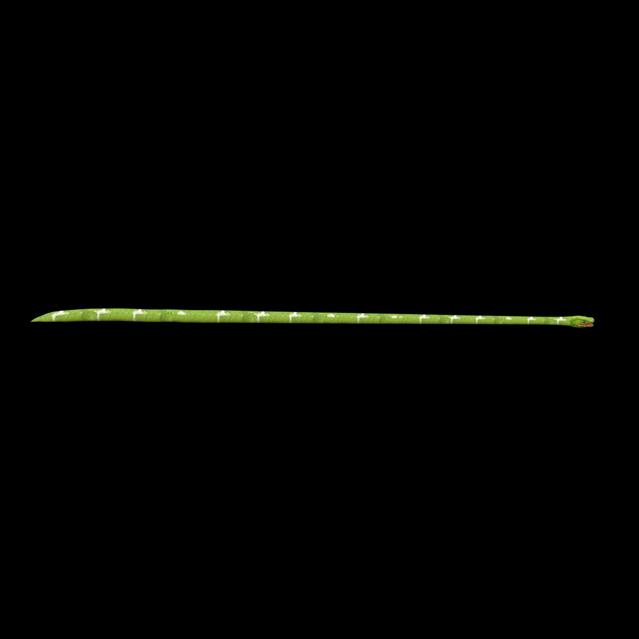 Green Snake Rig 3D model_3
