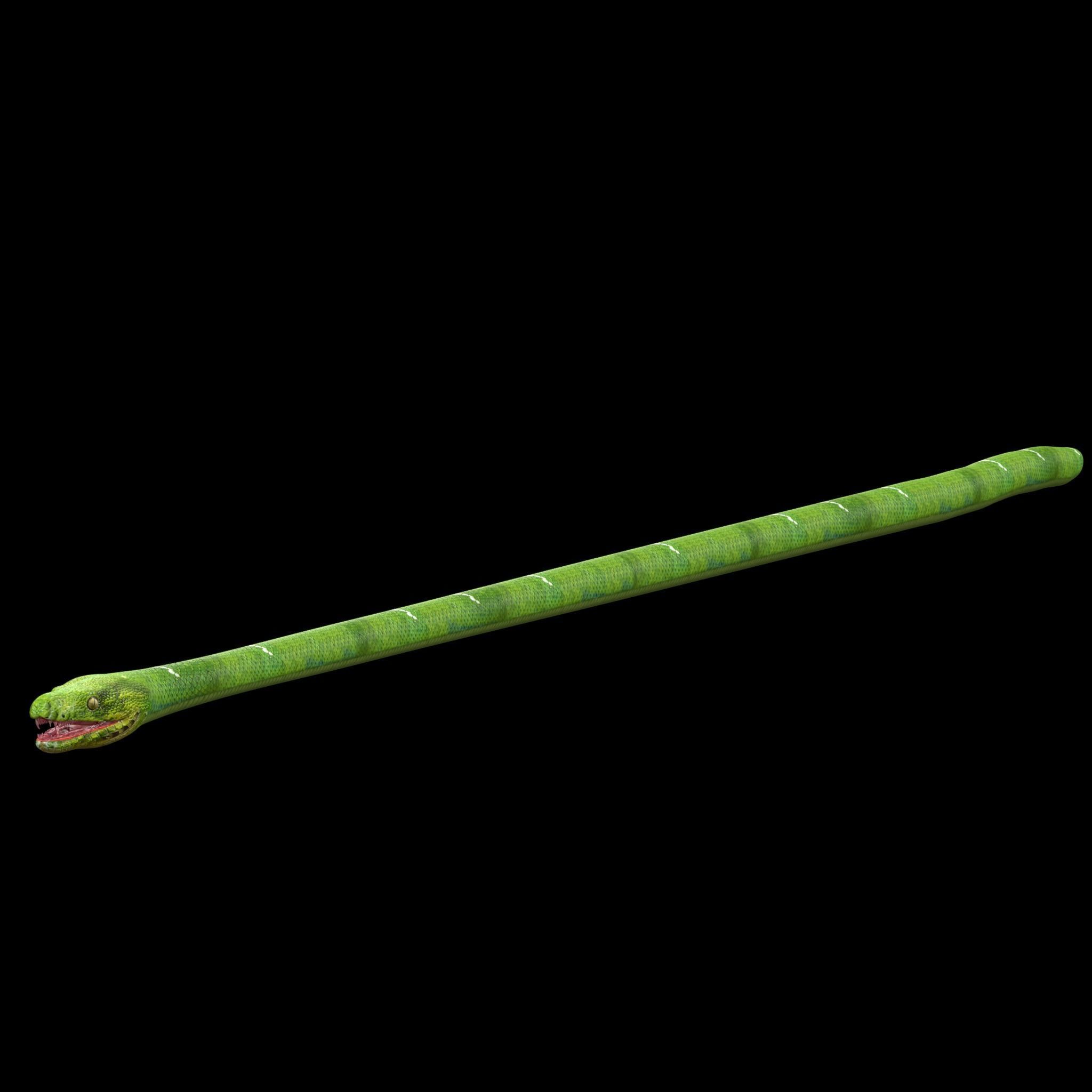Green Snake Rig 3D model_2