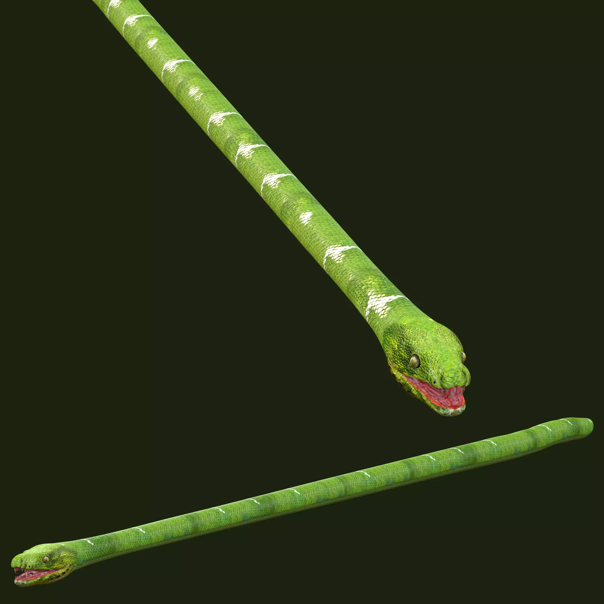 Green Snake Rig 3D model_0