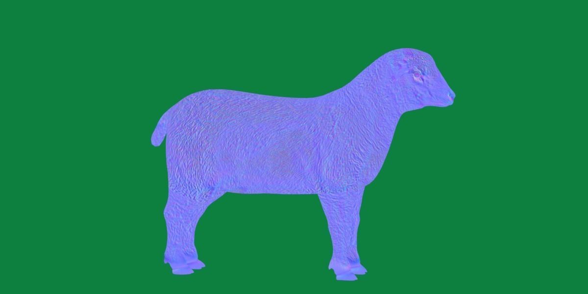 Columbia Sheep Low-poly 3D model_6