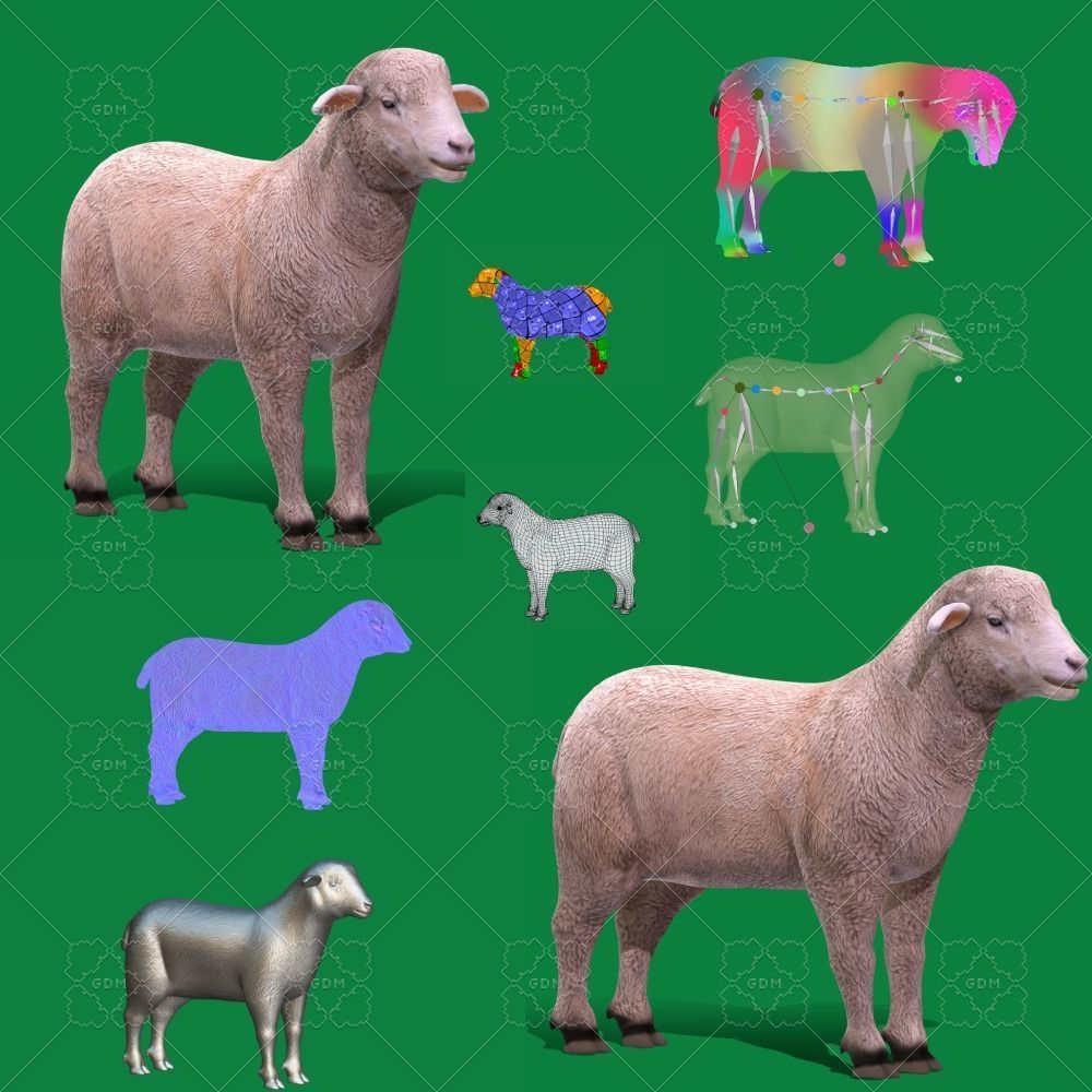 Columbia Sheep Low-poly 3D model_26