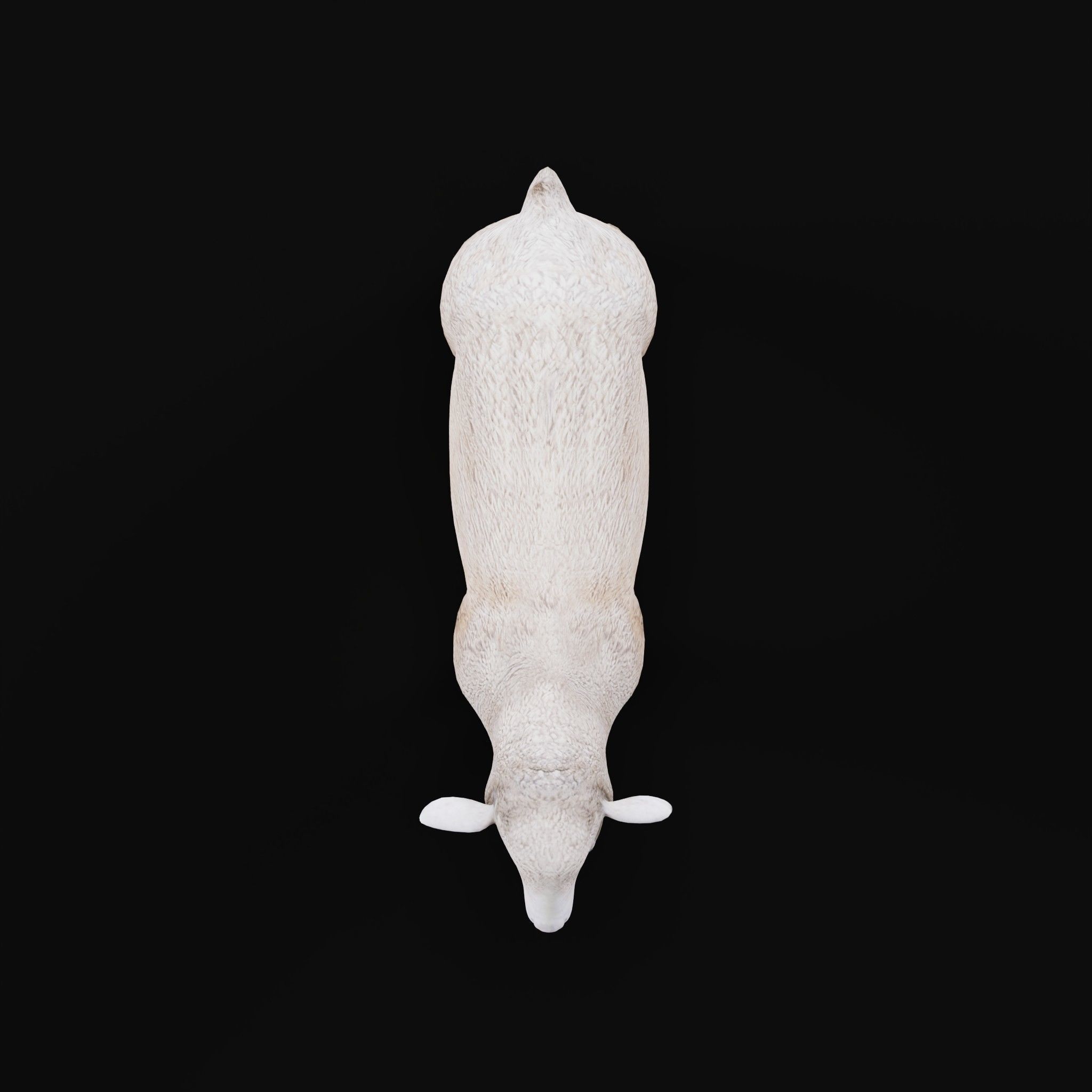 Columbia Sheep Low-poly 3D model_27