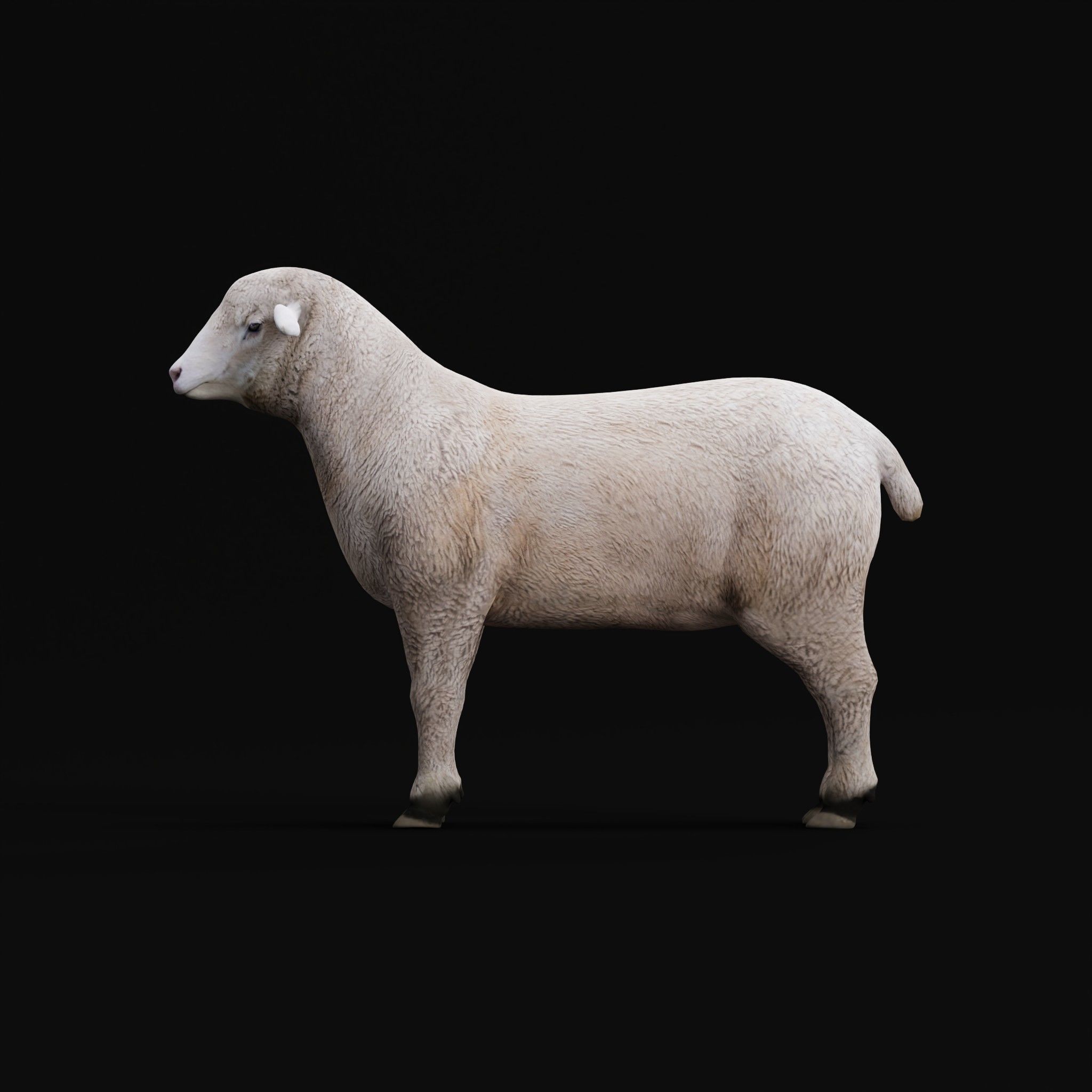 Columbia Sheep Low-poly 3D model_19