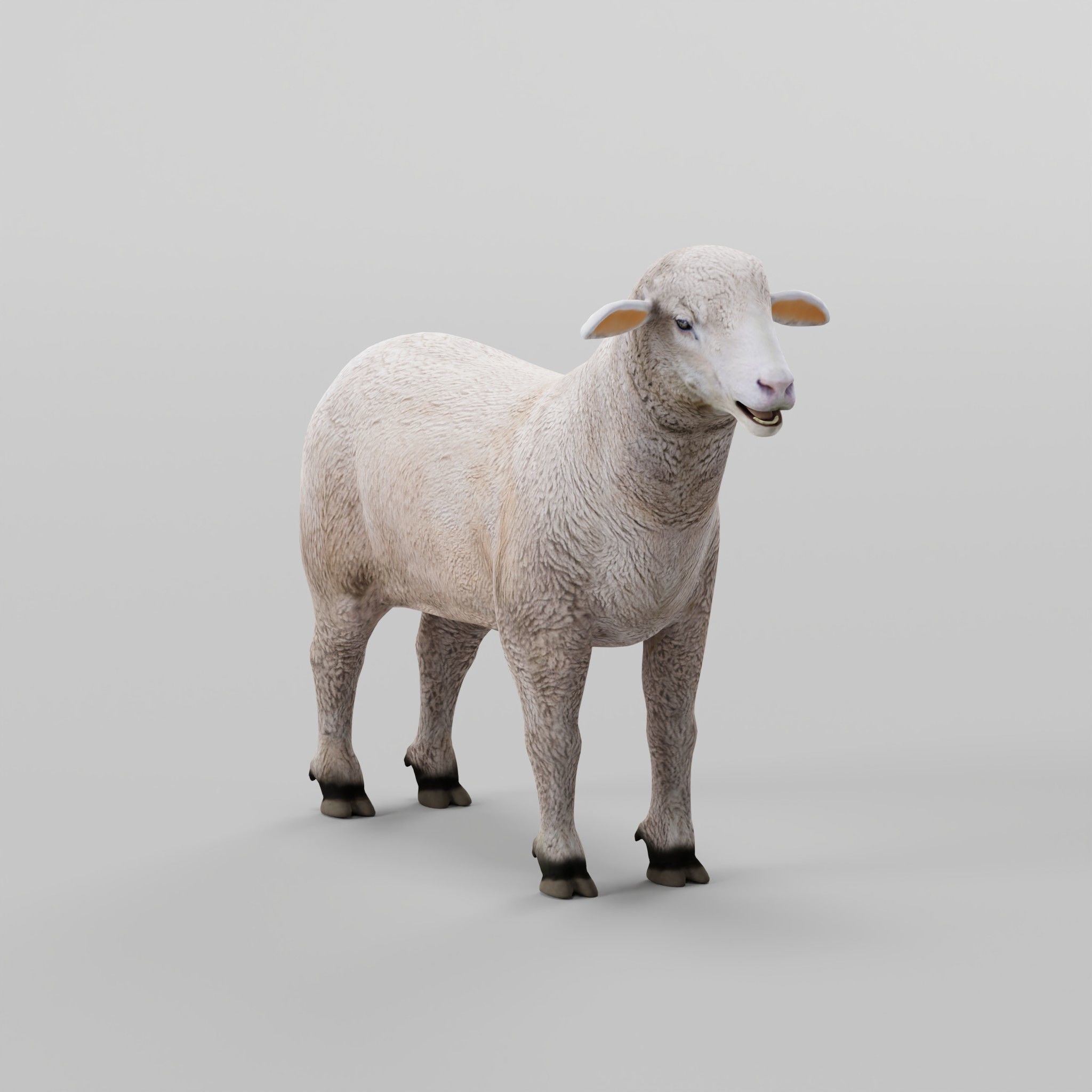 Columbia Sheep Low-poly 3D model_29
