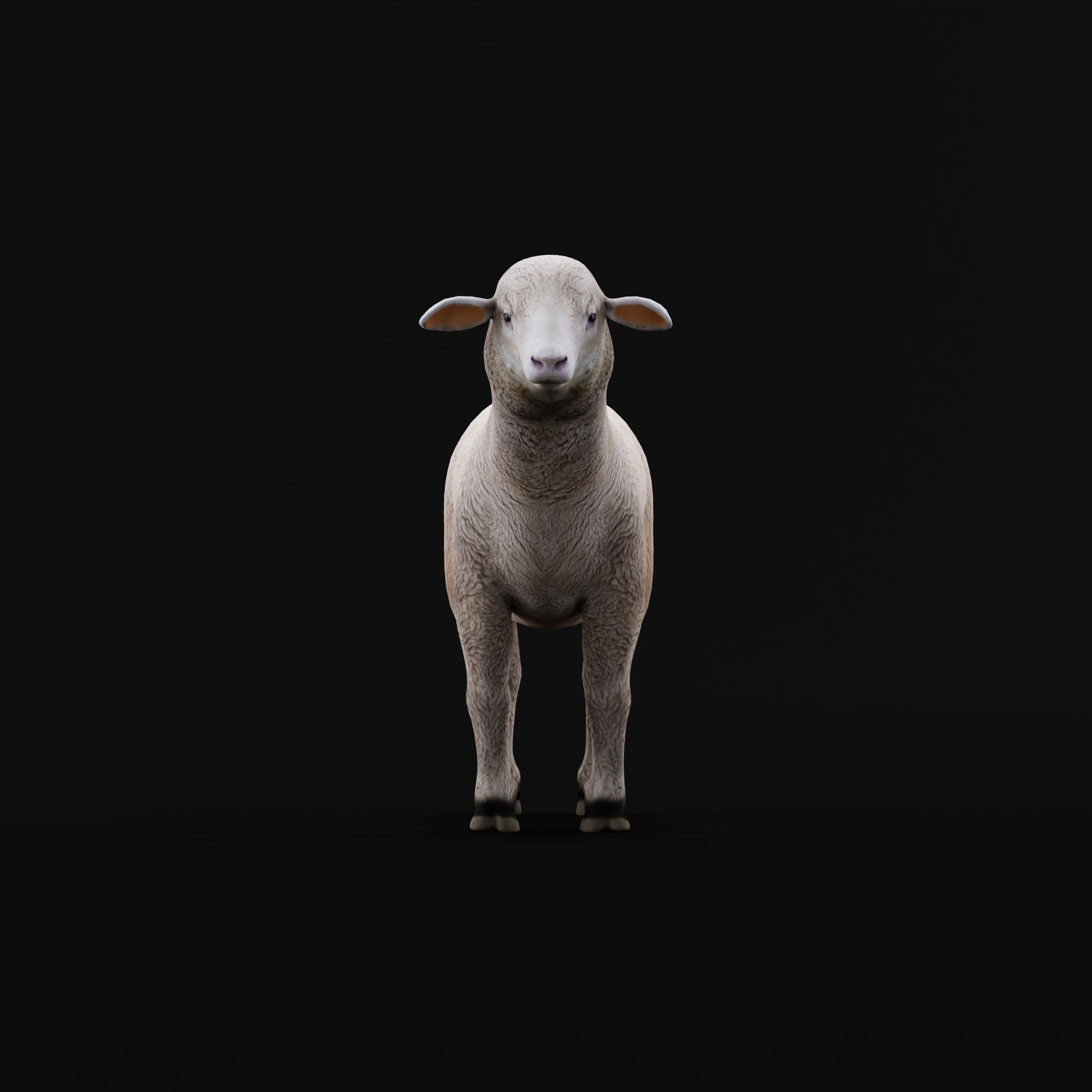 Columbia Sheep Low-poly 3D model_3