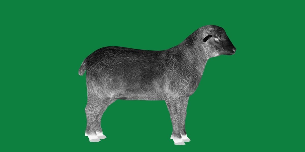 Columbia Sheep Low-poly 3D model_22