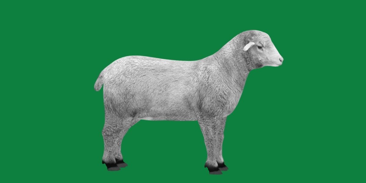 Columbia Sheep Low-poly 3D model_4