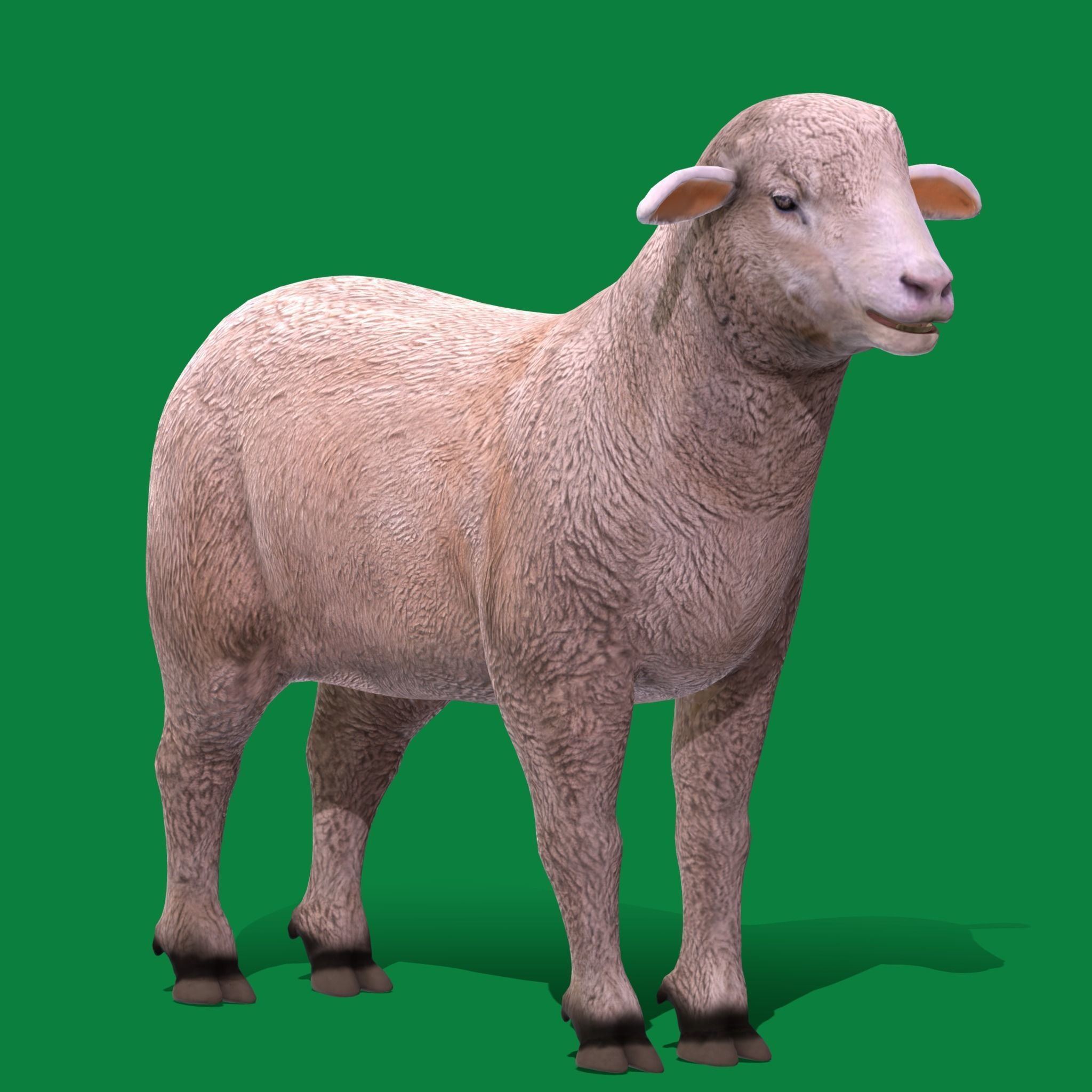Columbia Sheep Low-poly 3D model_32