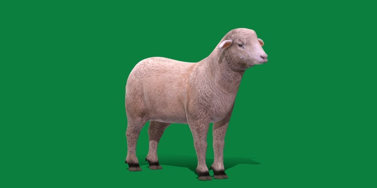 Columbia Sheep Low-poly 3D model_25