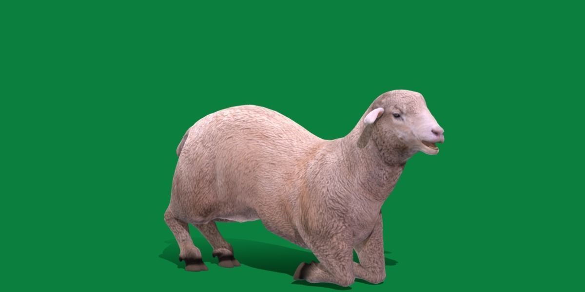 Columbia Sheep Low-poly 3D model_14