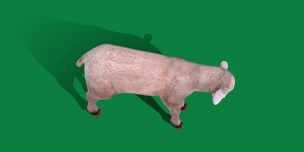 Columbia Sheep Low-poly 3D model_8
