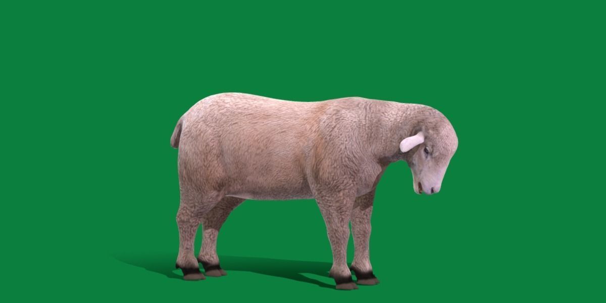 Columbia Sheep Low-poly 3D model_11