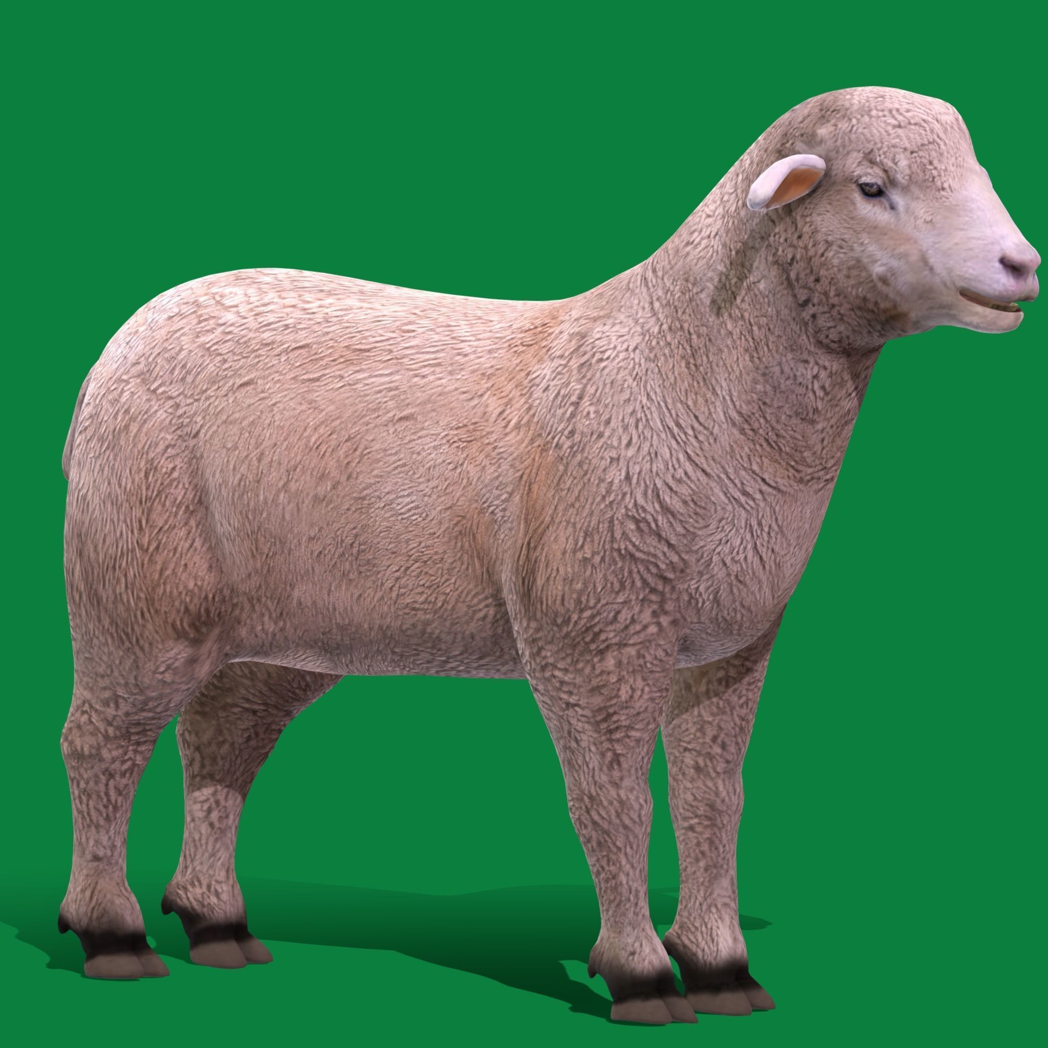 Columbia Sheep Low-poly 3D model_33