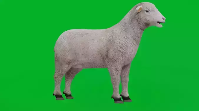 Columbia Sheep