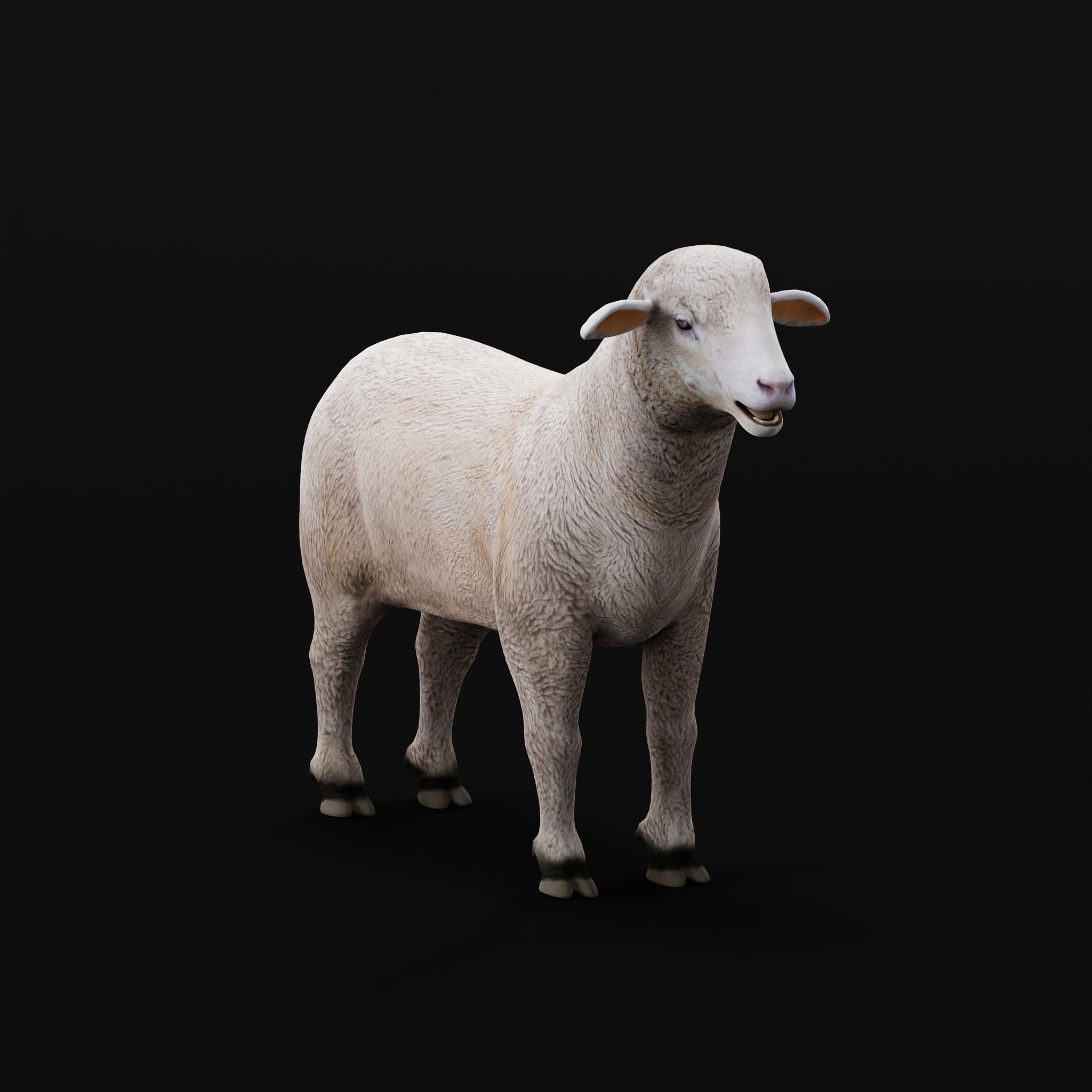 Columbia Sheep Low-poly 3D model_28