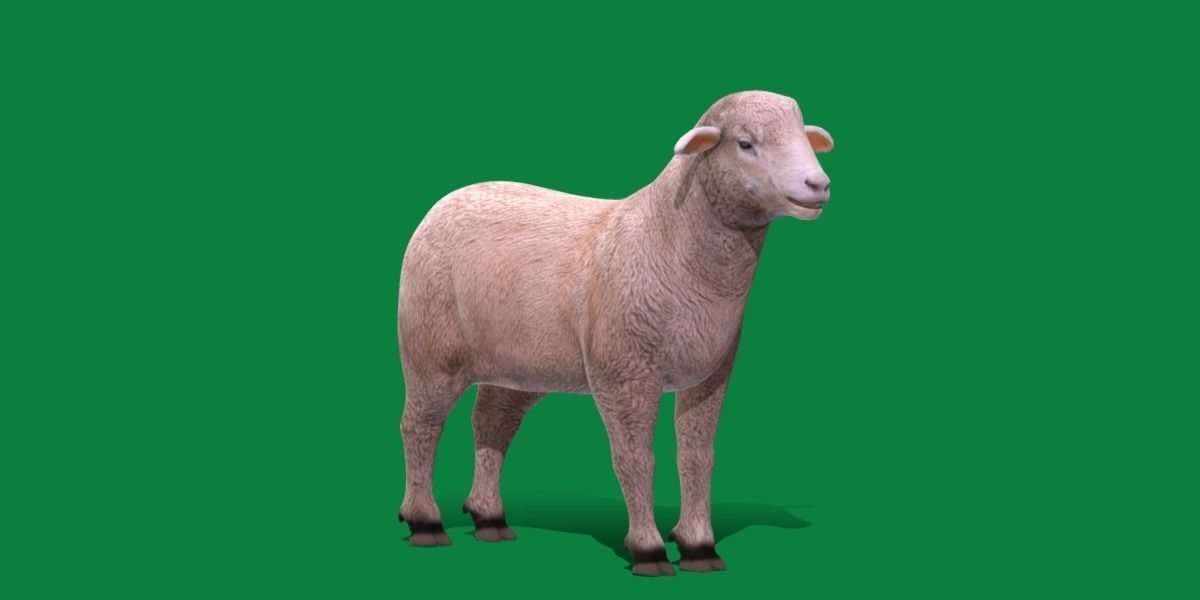 Columbia Sheep Low-poly 3D model_23