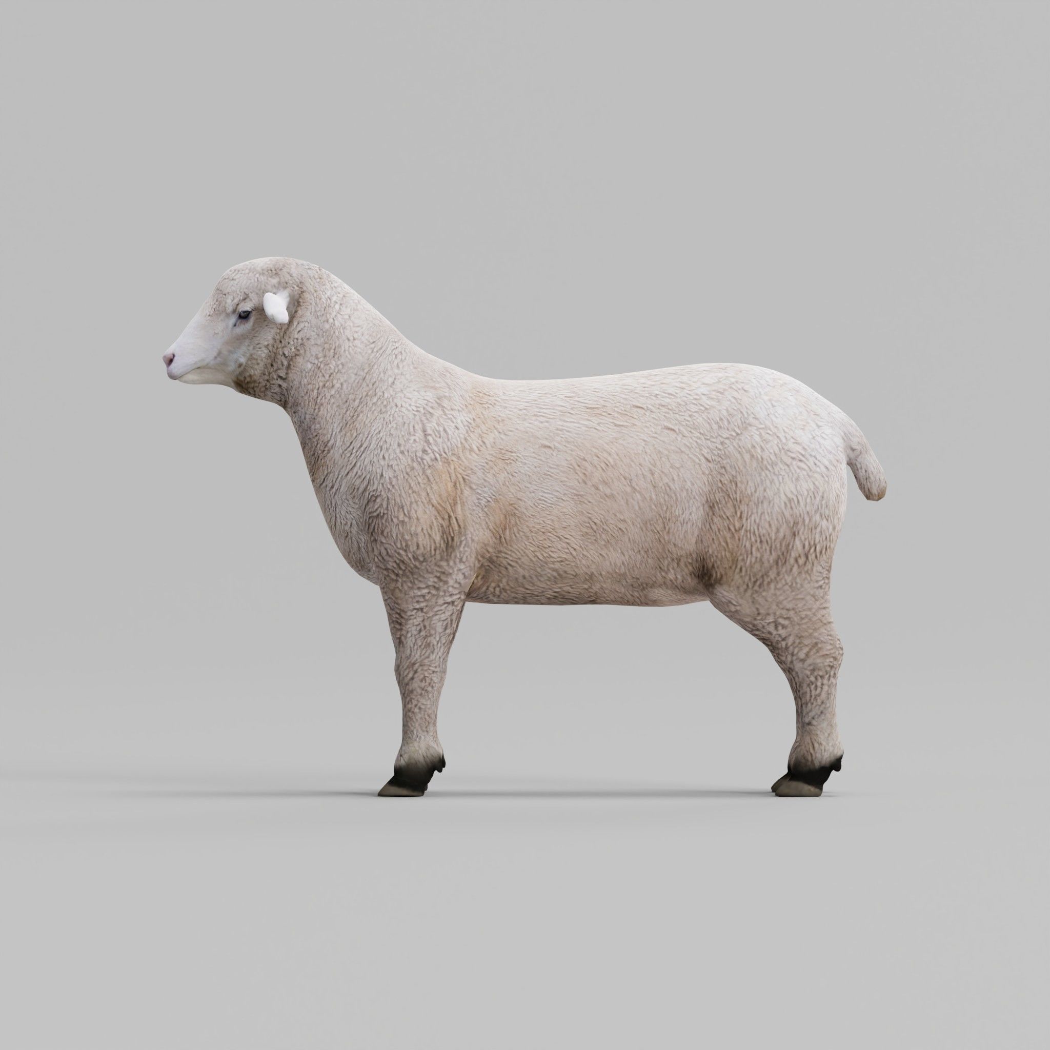 Columbia Sheep Low-poly 3D model_31