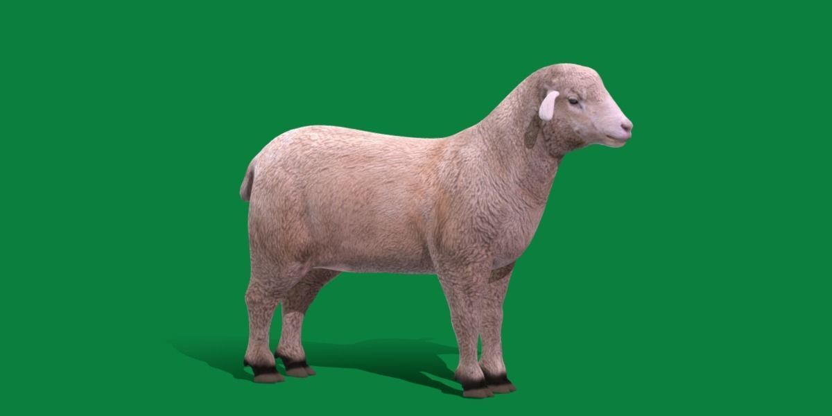 Columbia Sheep Low-poly 3D model_5