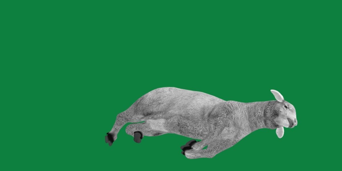 Columbia Sheep Low-poly 3D model_24