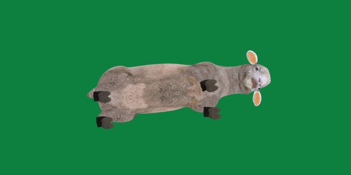 Columbia Sheep Low-poly 3D model_9