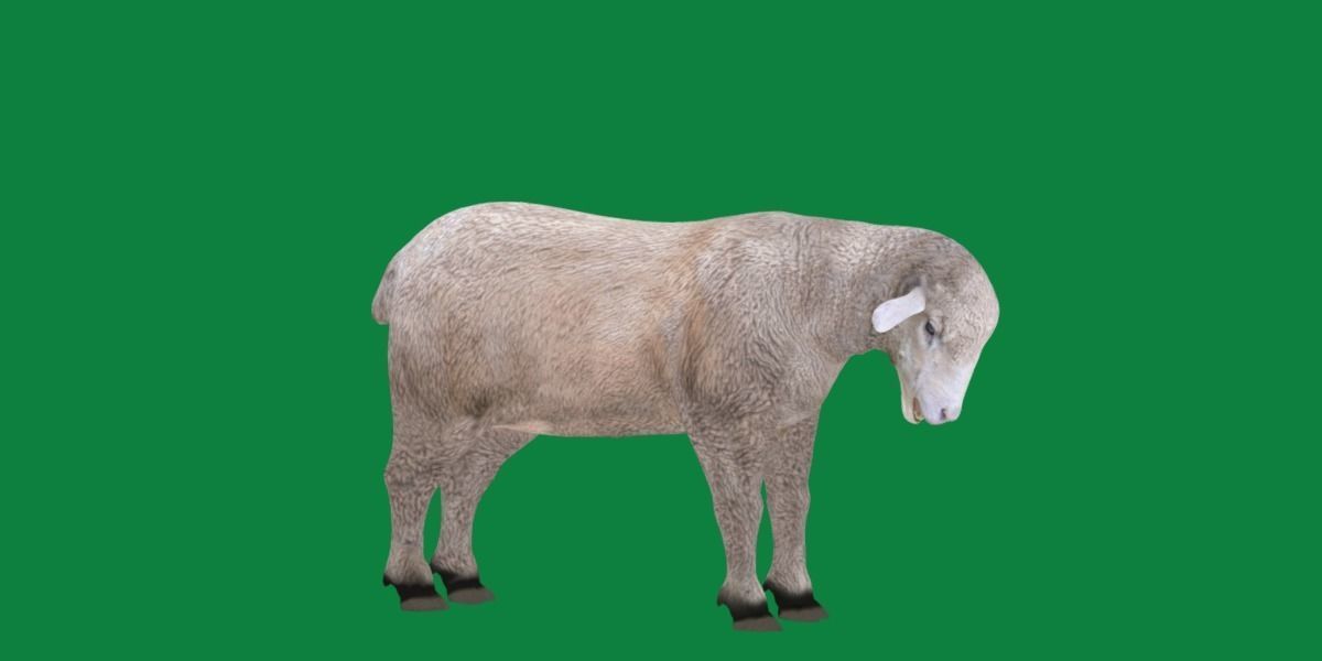 Columbia Sheep Low-poly 3D model_7