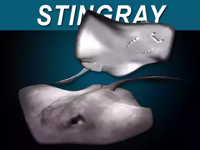 Stingray 3D model