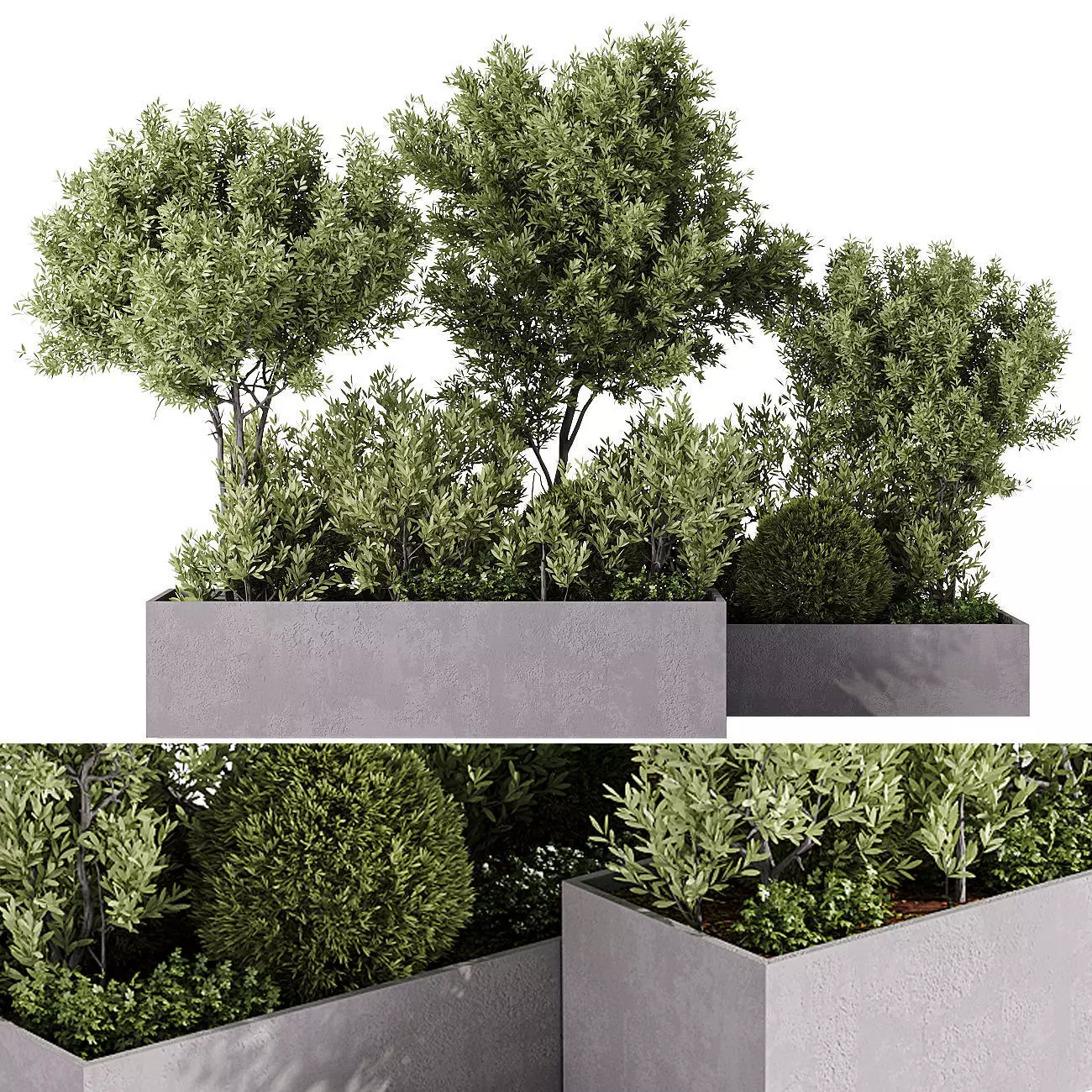  Outdoor Plants - 5 Plants in box 3D model_0
