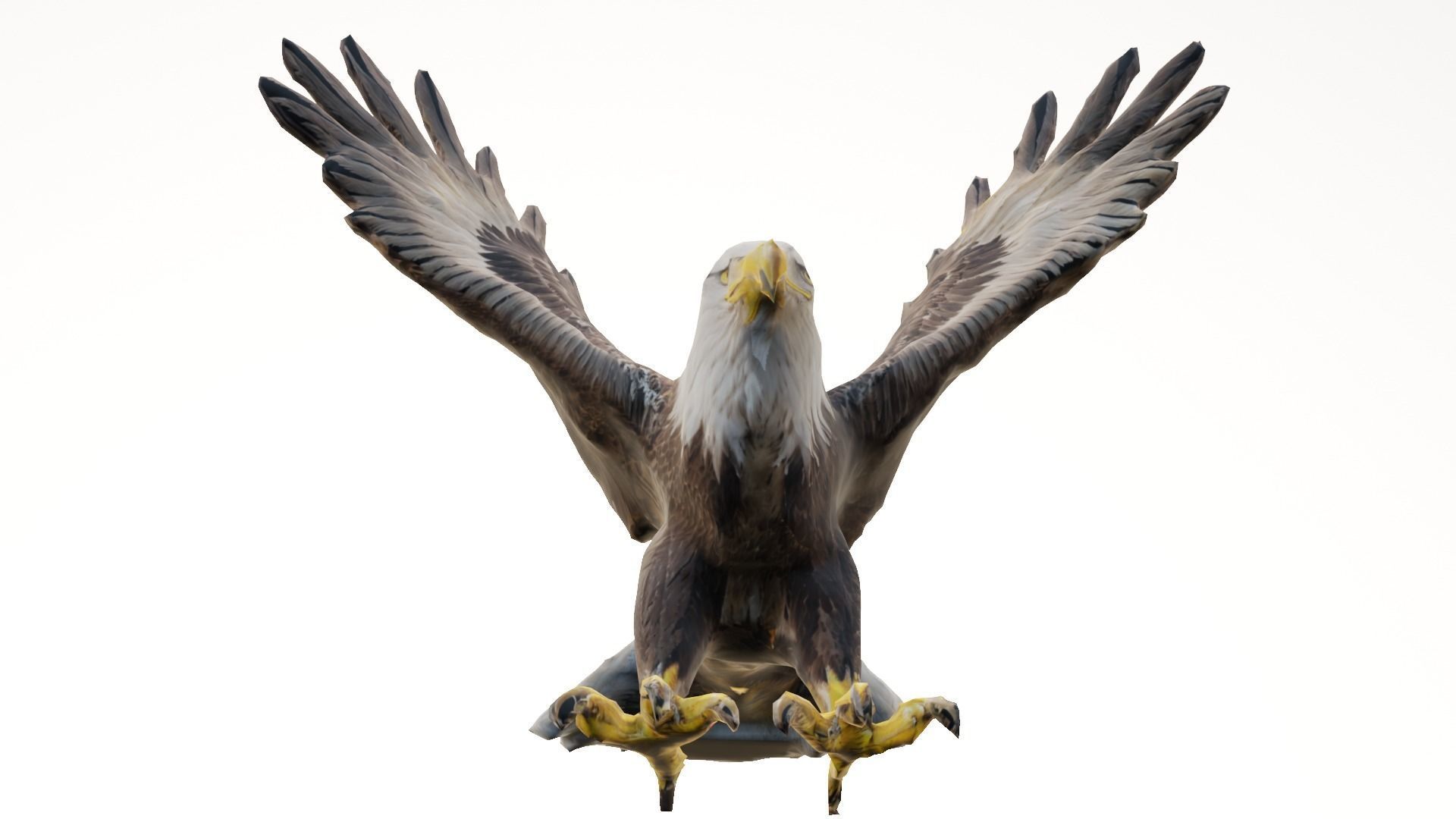 Bald Eagle 3D Model obj fbx stl ply mtl texture 3D model_5