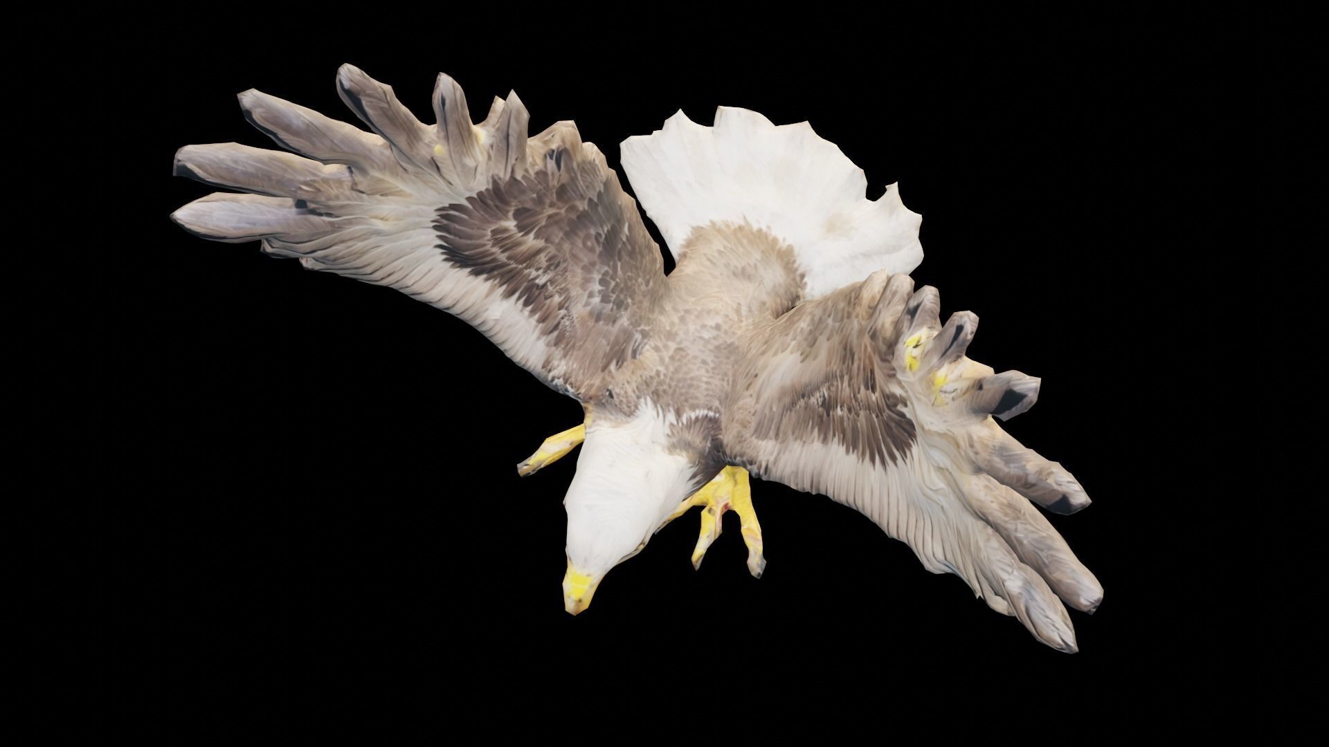 Bald Eagle 3D Model obj fbx stl ply mtl texture 3D model_4