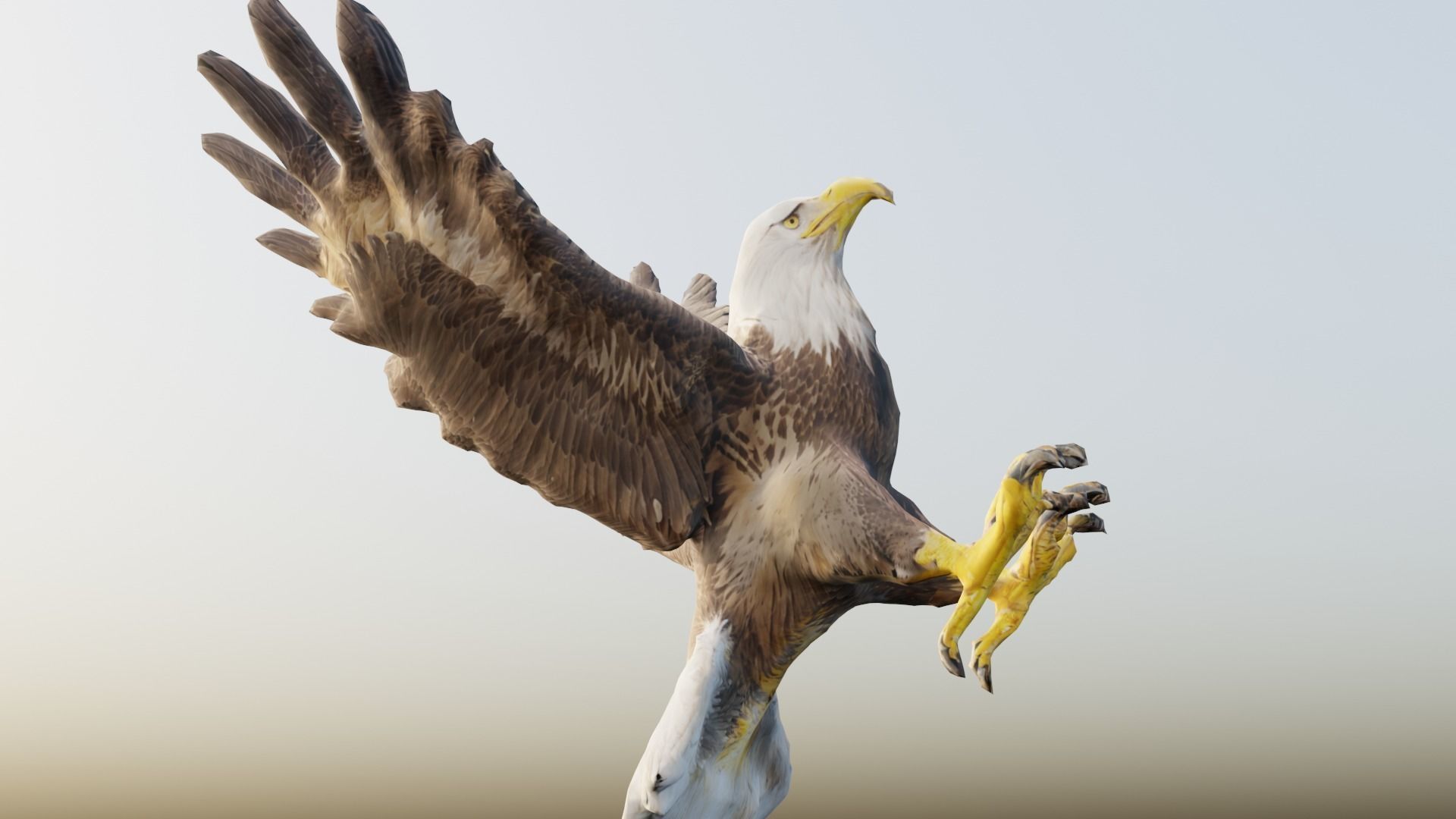 Bald Eagle 3D Model obj fbx stl ply mtl texture 3D model_6